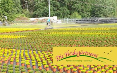 Heidegärtnerei Grünberg – Gärtnertradition seit 1925