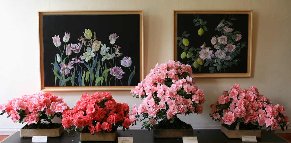 Azaleenschau im Landschloß Zuschendorf